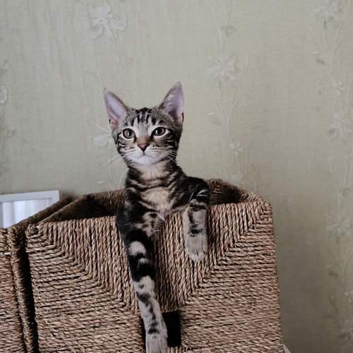 Photo #13068035