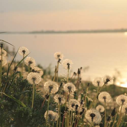 Photo #13068180