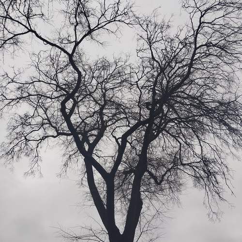 Photo #13068212
