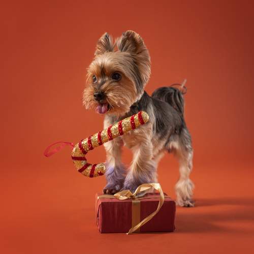 Фотография #13068351