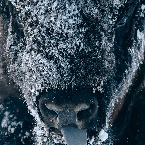 Фотография #13068518