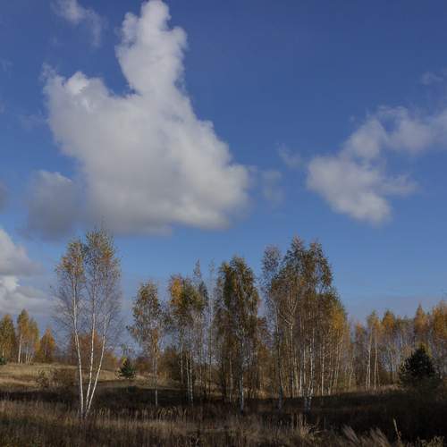Photo #13068529