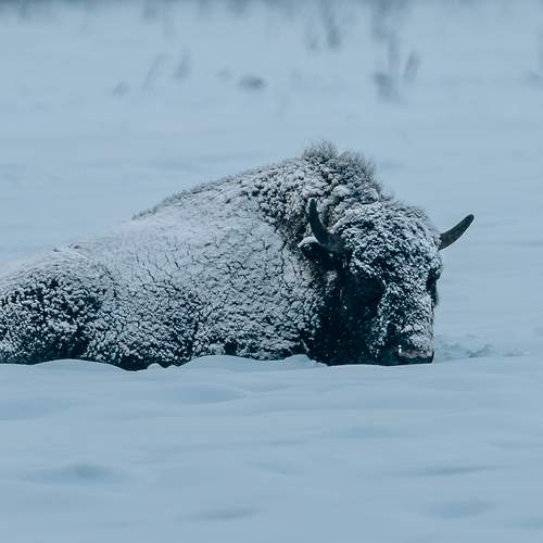 Фотография #13068541