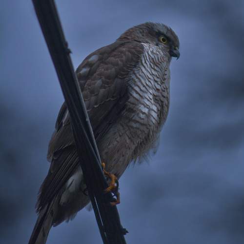Photo #13069253