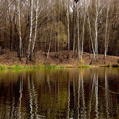 Осенний лес. Отражения
