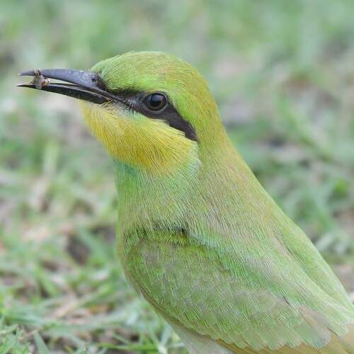 Asian Green Bee Eater