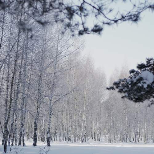 Photo #13069488