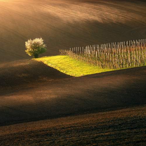 The Keeper of the Vineyard