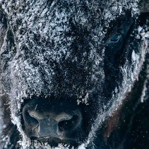 Фотография #13069756