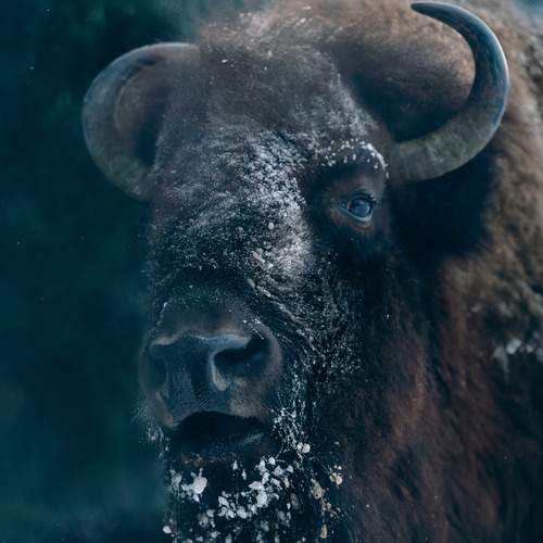 Фотография #13069861