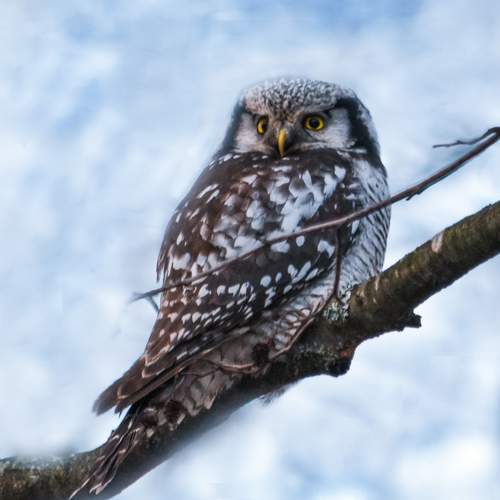 Photo #13069923