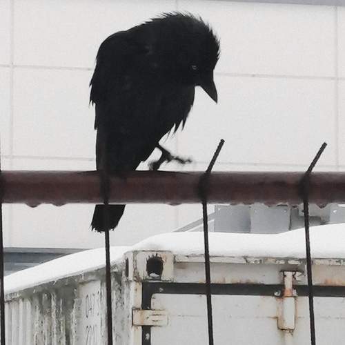 Photo #13070728