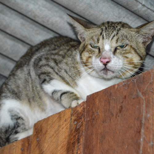 Photo #13071294