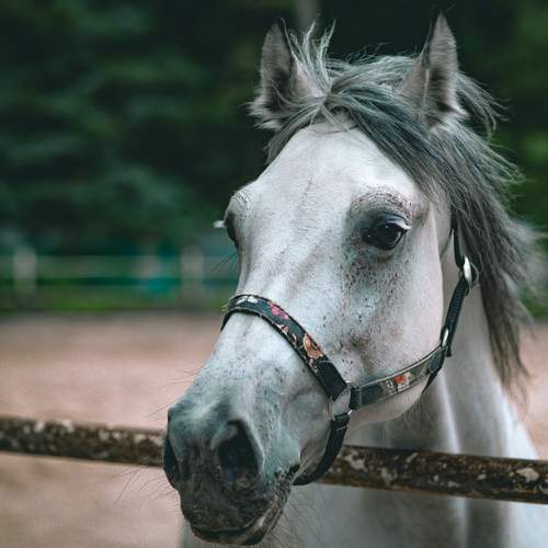 Фотография #13071348