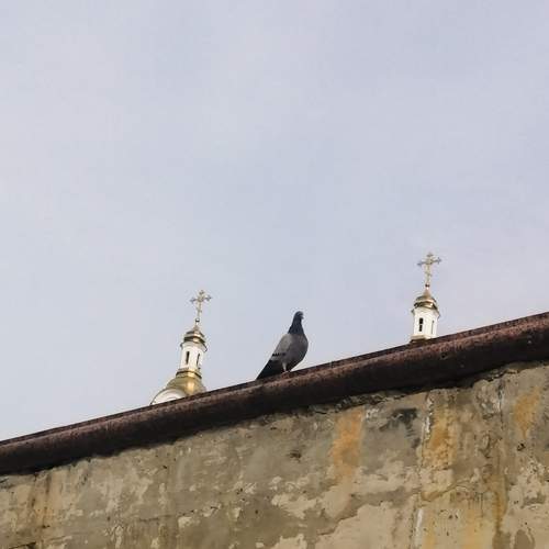Photo #13071357