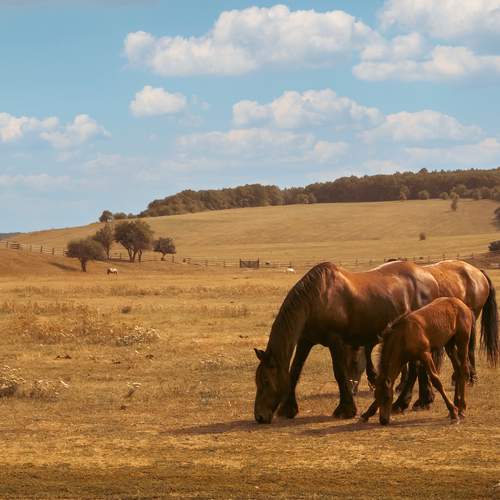 Фотография #13071378