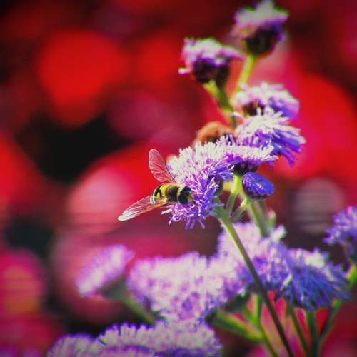 macro midge