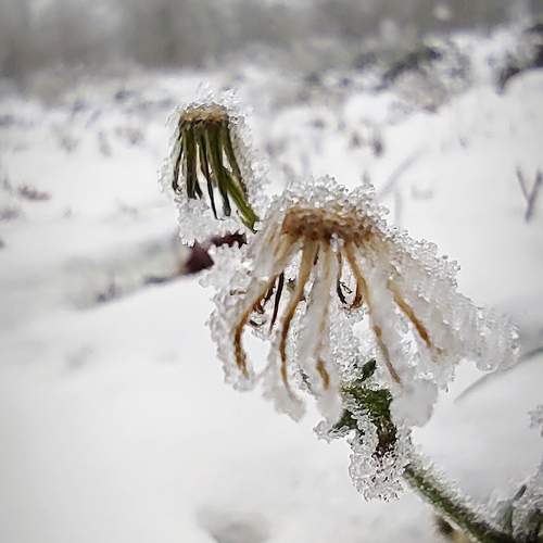 ice and flowers