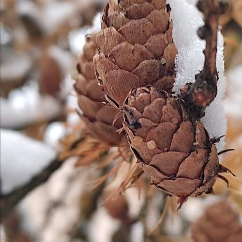 Pine cone in the snow
