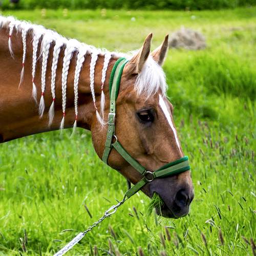 A cute brown horse with pigtails