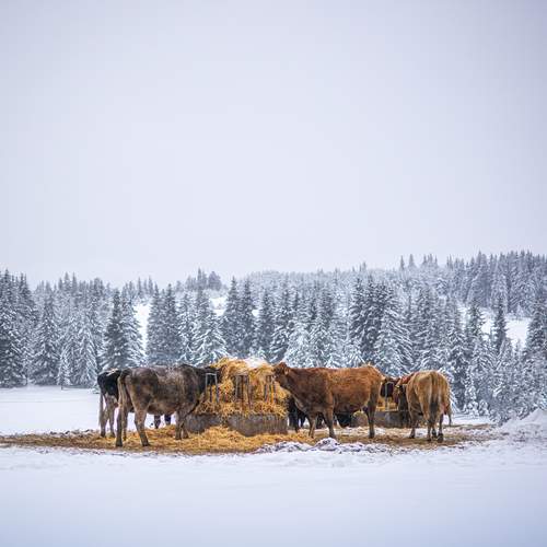 Photo #13071565
