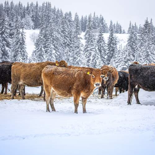 Photo #13071567
