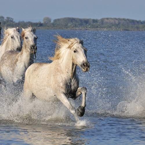 Фотография #13071627