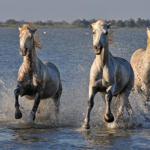 Фотография #13071628