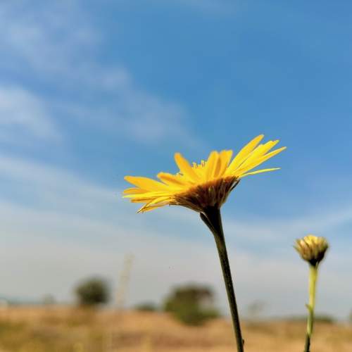 Hope