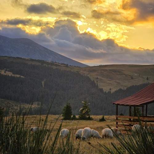 Photo #13072317