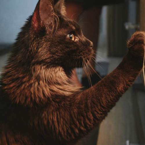 Photo #13072318