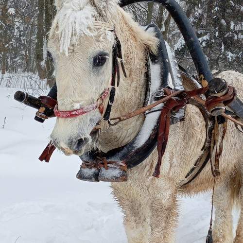 Photo #13072592