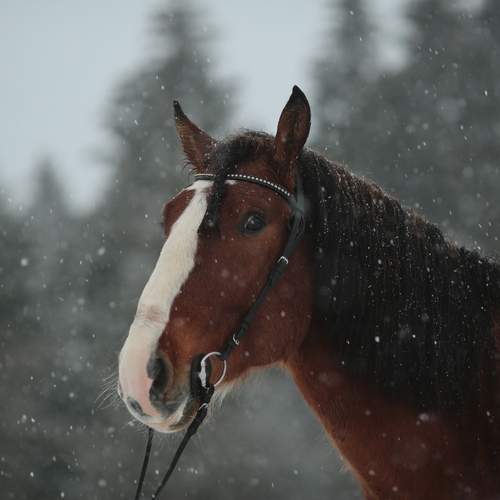 Фотография #13072680