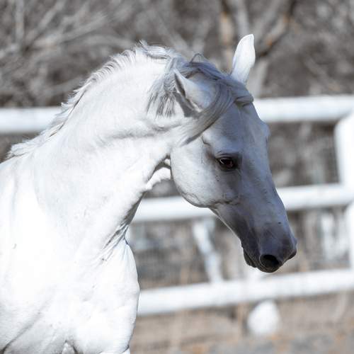 Photo #13073046