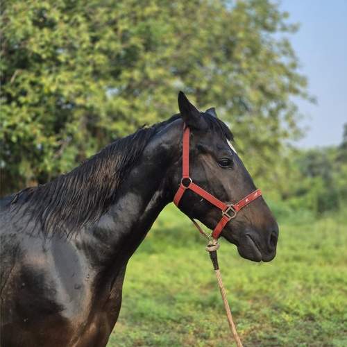 Photo #13073068