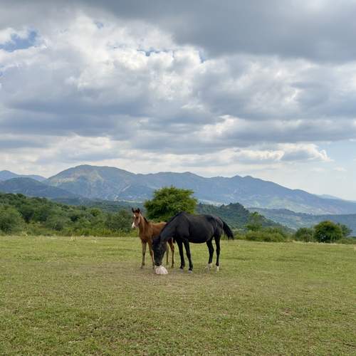 Photo #13073213