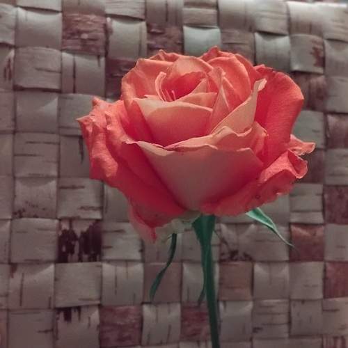 Photo #13073346