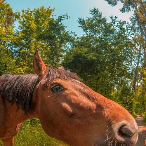 Photo #13073385
