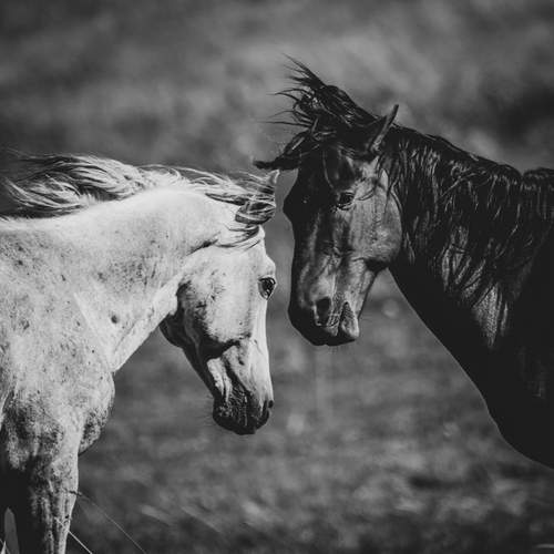 Фотография #13073484