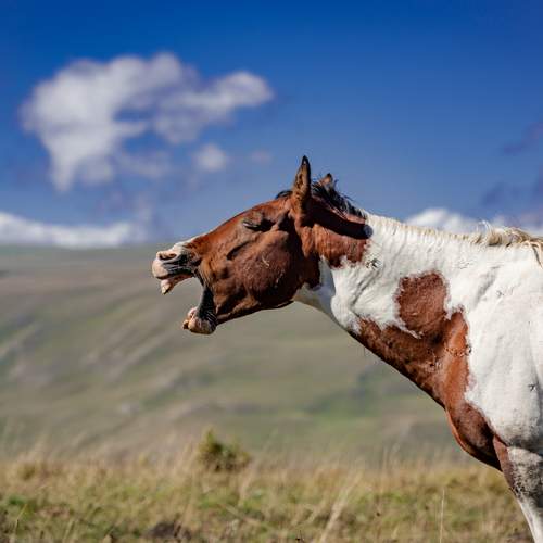 Фотография #13073485