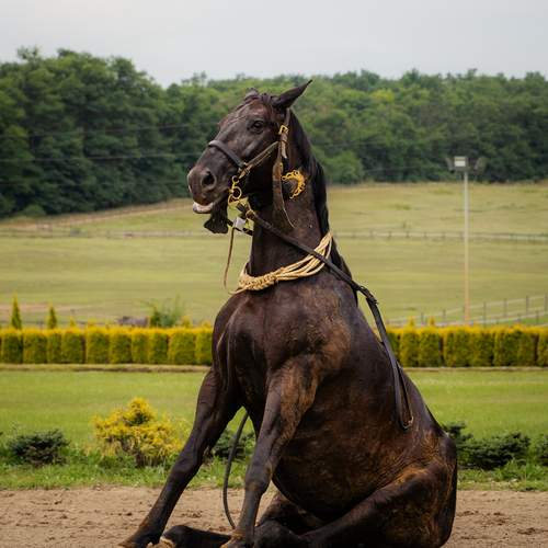 Photo #13074485