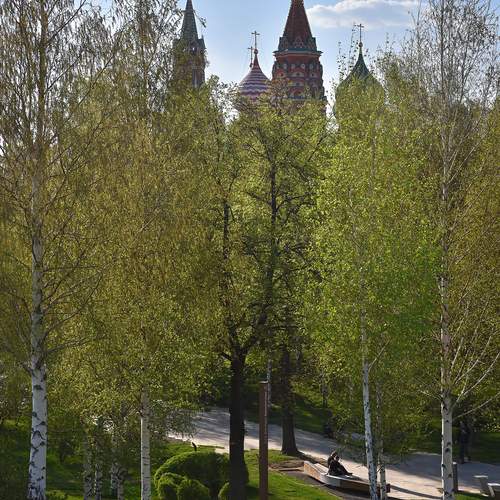 Храм и березы