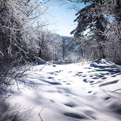 Photo #13074838