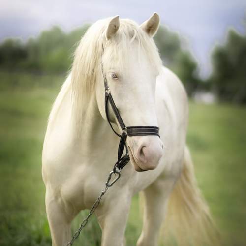 Photo #13074893