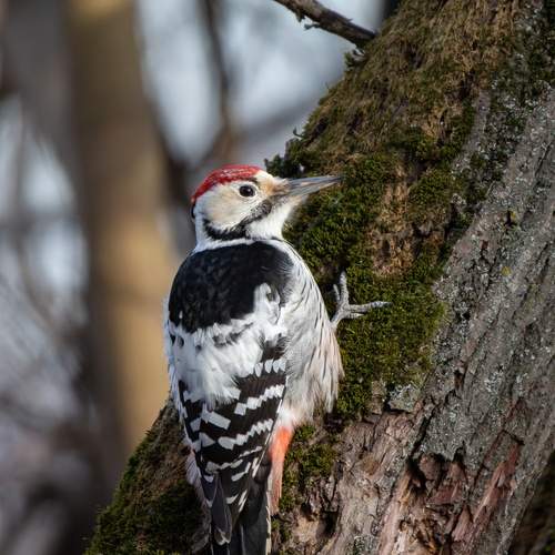 Photo #13075688