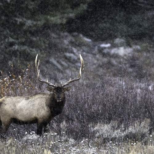 Photo #13076089