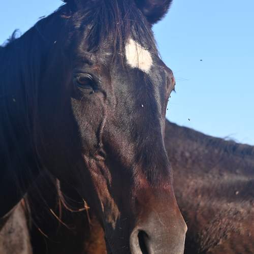 Photo #13076100