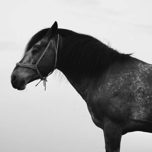 Black and white portrait