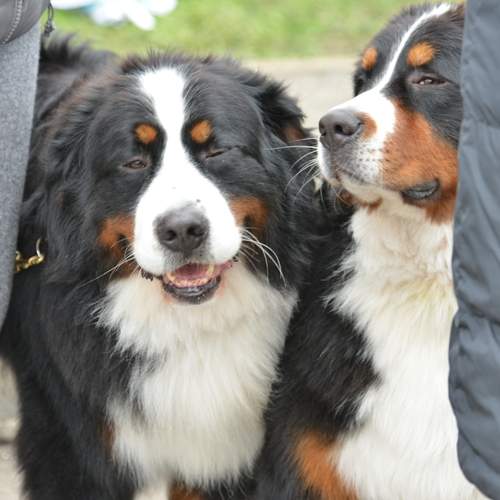 Photo #13076962