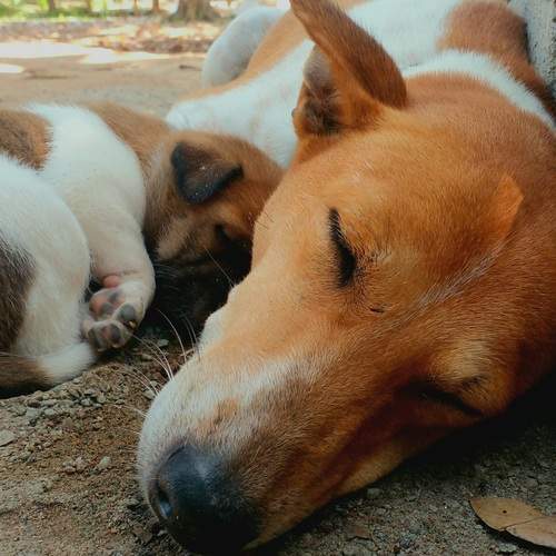 Photo #13077129